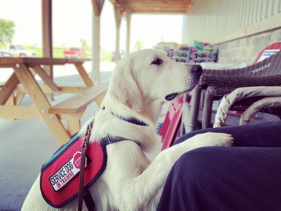 picture of golden retriever service dog puppy