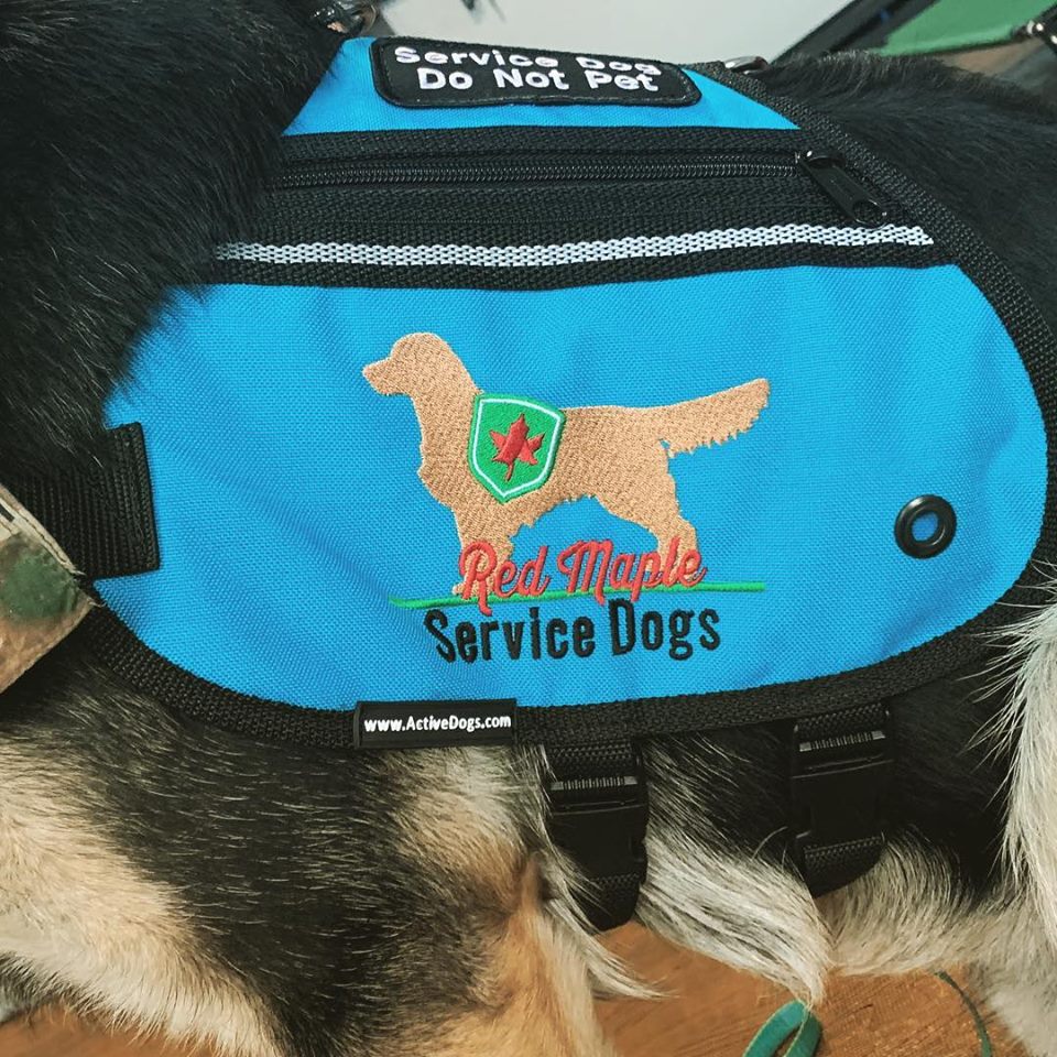 service dog vest equipment