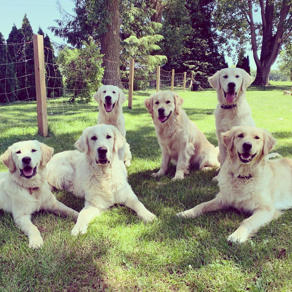 golden retriever service dogs